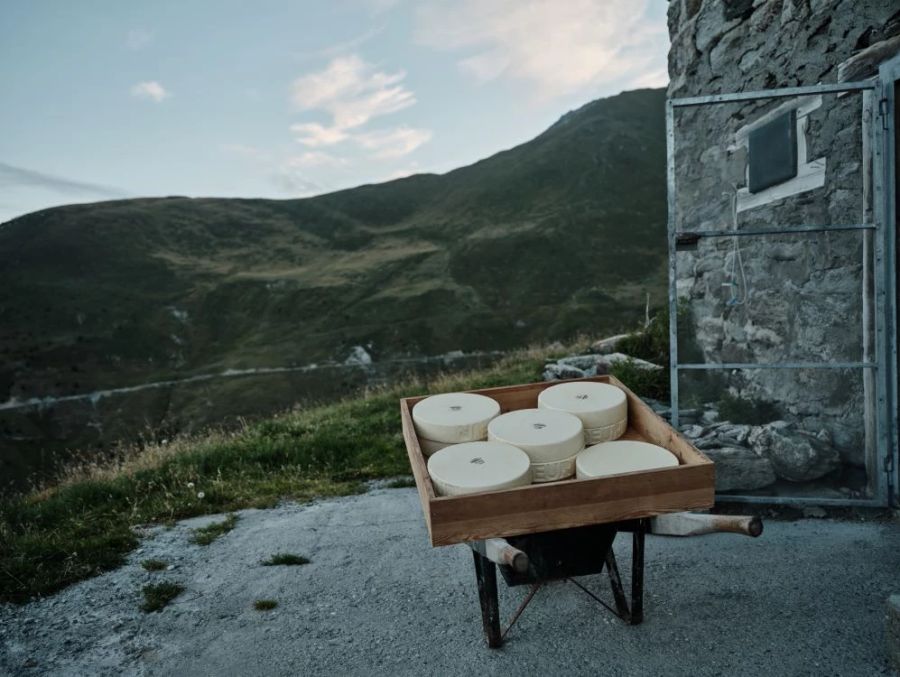 Drei Monate wird der Käse gereift, danach ist er zum Konsum bereit.