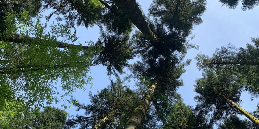 Wald