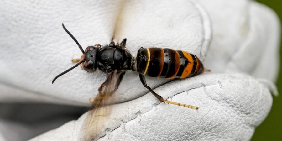 Eine Asiatische Hornisse (Vespa velutina nigrithorax) wird von einem Biologen mit einem Handschuh gehalten. (Archivbild)