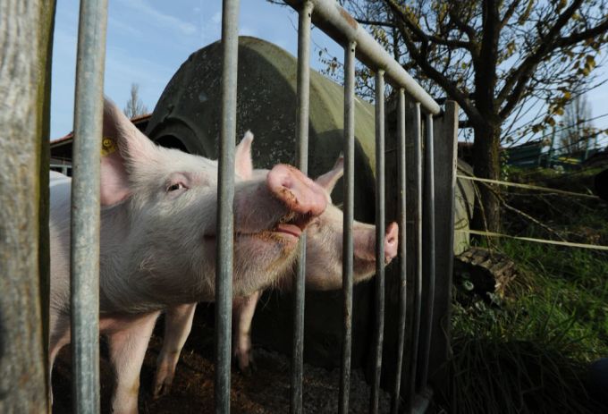 Fleischproduktion sorgt für hohen Futterbedarf der Tiere. Schweine im Stall