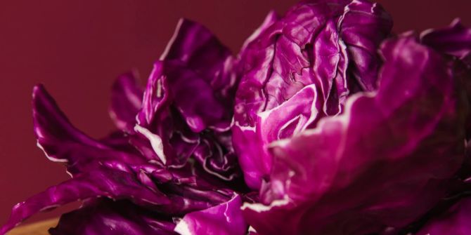 Rotkohl Cabis Kopf weinrot