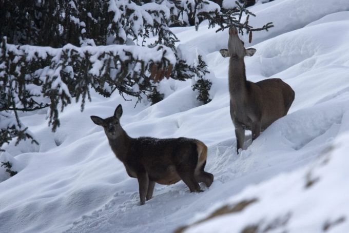 Der Begriff «Verbiss» bezeichnet das Abbeissen von Knospen, Blättern oder Zweigen an forstwirtschaftlich erwünschten Pflanzen – primär durch Wild- oder Nutztiere. Wolf Verbiss Wild