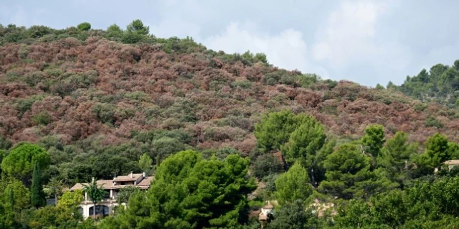 Trockener Wald in Manosque im September