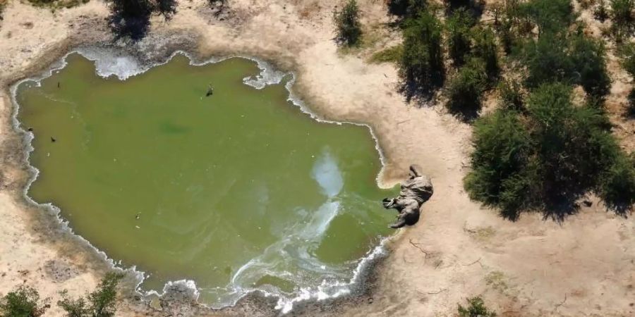 Innerhalb eines Monats wurden laut Behördenangaben 162 tote Elefanten im nordwestlich gelegenen Okavango-Delta gezählt. Foto: Uncredited/hons/AP/dpa