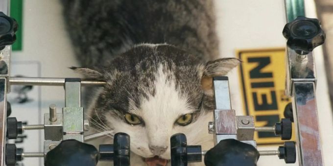 Gestelltes Bild, das einen Tierversuch aus den 1990er Jahren nachstellt. In jüngster Zeit gibt es immer mehr valable Alternativen zu Tierversuchen. Das Kompetenzzentrum 3RCC fördert vier davon - fast 100 weitere wurden eingereicht. Allein: Es fehlt das Geld. (Symbolbild) Gestelltes Bild, das einen Tierversuch aus den 1990er Jahren nachstellt. In jüngster Zeit gibt es immer mehr valable Alternativen zu Tierversuchen. Das Kompetenzzentrum 3RCC fördert vier davon - fast 100 weitere wurden eingereicht. Allein: Es fehlt das Geld. (Symbolbild)