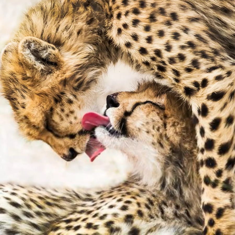 Eine Leopardenfamilie, ein Foto von Guofei Li aus China. Dieses Bild gewann die Nominierung in der Sparte «Natur».