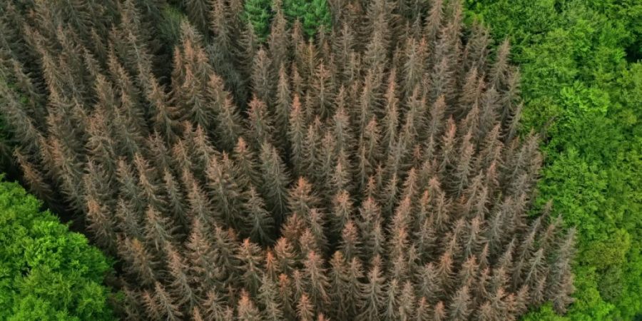 Abgestorbene Bäume in einem Wald