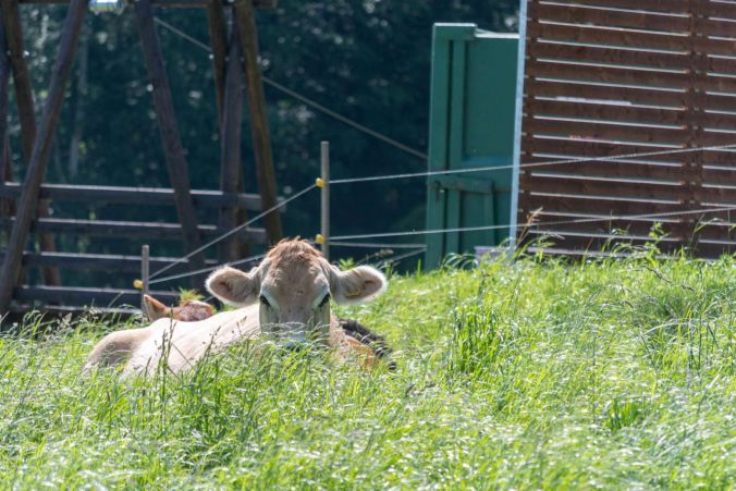 Eine Kuh versteckt im Gras.