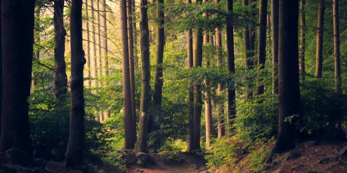 Die Entwicklung des Waldes, also ob er dichter oder lichter wird, ist entscheidend für die lokalen Ökosysteme. Ein Wald