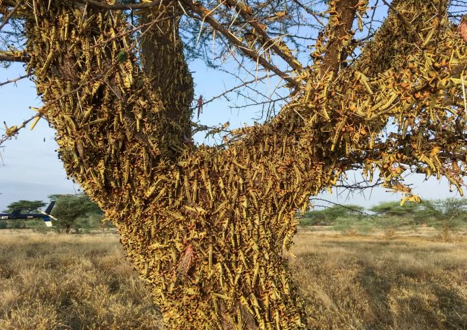 Heuschrecken ruhen auf einem Baum in Kenia. Heuschreckenplage in Kenia