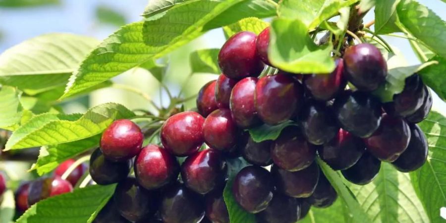 Schlechte Ernte: Obstbauern erwarten 2020 eine geringere Kirschernte als im Vorjahr. Foto: Hendrik Schmidt/zb/dpa