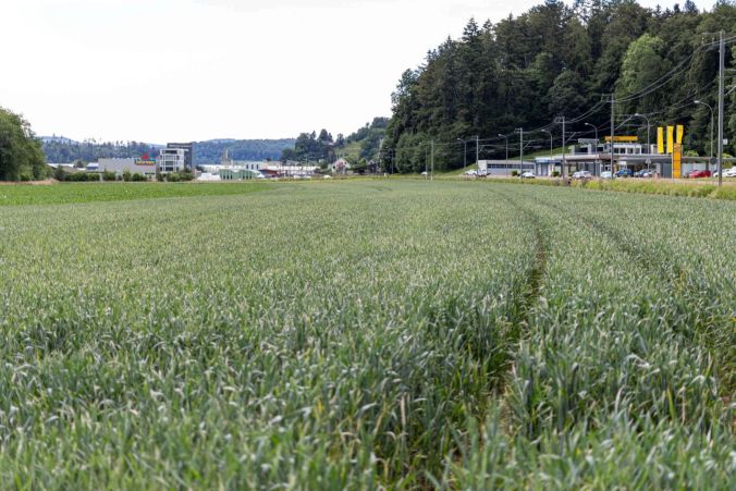 Ein grosses Gras-Feld neben dem Gleis in Oberkulm.