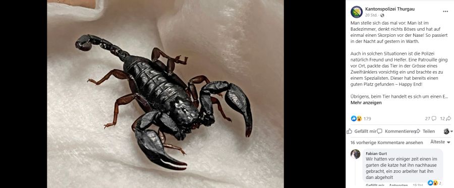 skorpion thurgauer
