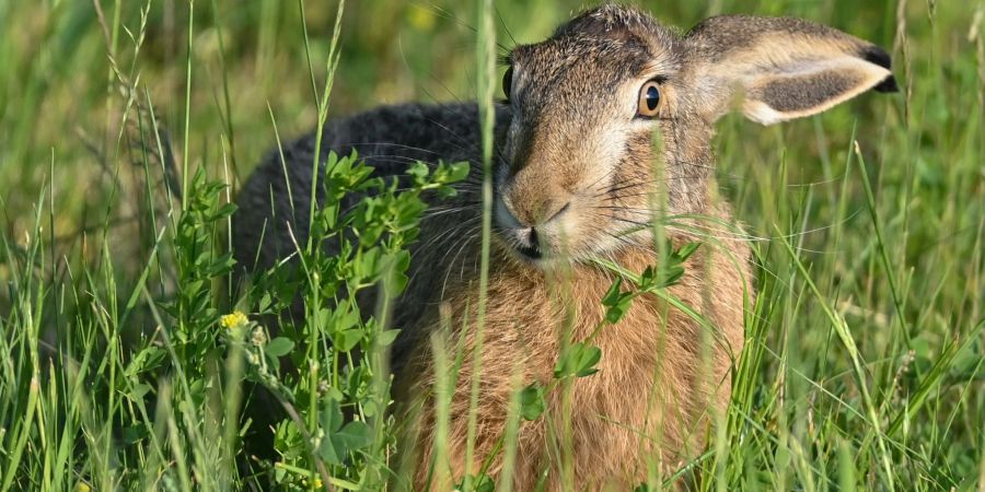 Ein Feldhase sitzt in der Abendsonne in einer Wiese am Rande des Oderbruchs.