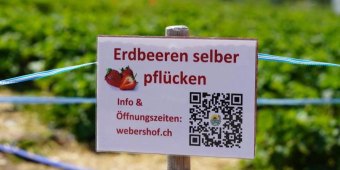 Nach Nässe - Teurere Erdbeeren bei Coop & Migros – Selbstpflücken boomt