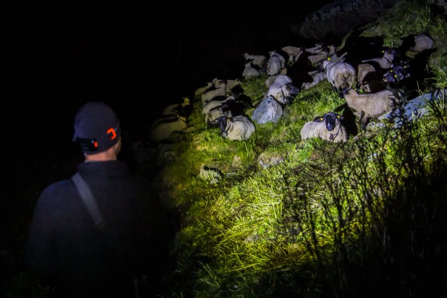 Seine Organisation schickt Freiwillige aus dem Unterland auf die Alpen, um die Landwirtinnen und Landwirte zu unterstützen.