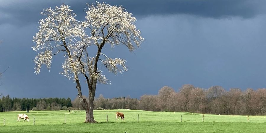 Kühe grasen nach einem Regenguss auf einer Weide in Bayern.