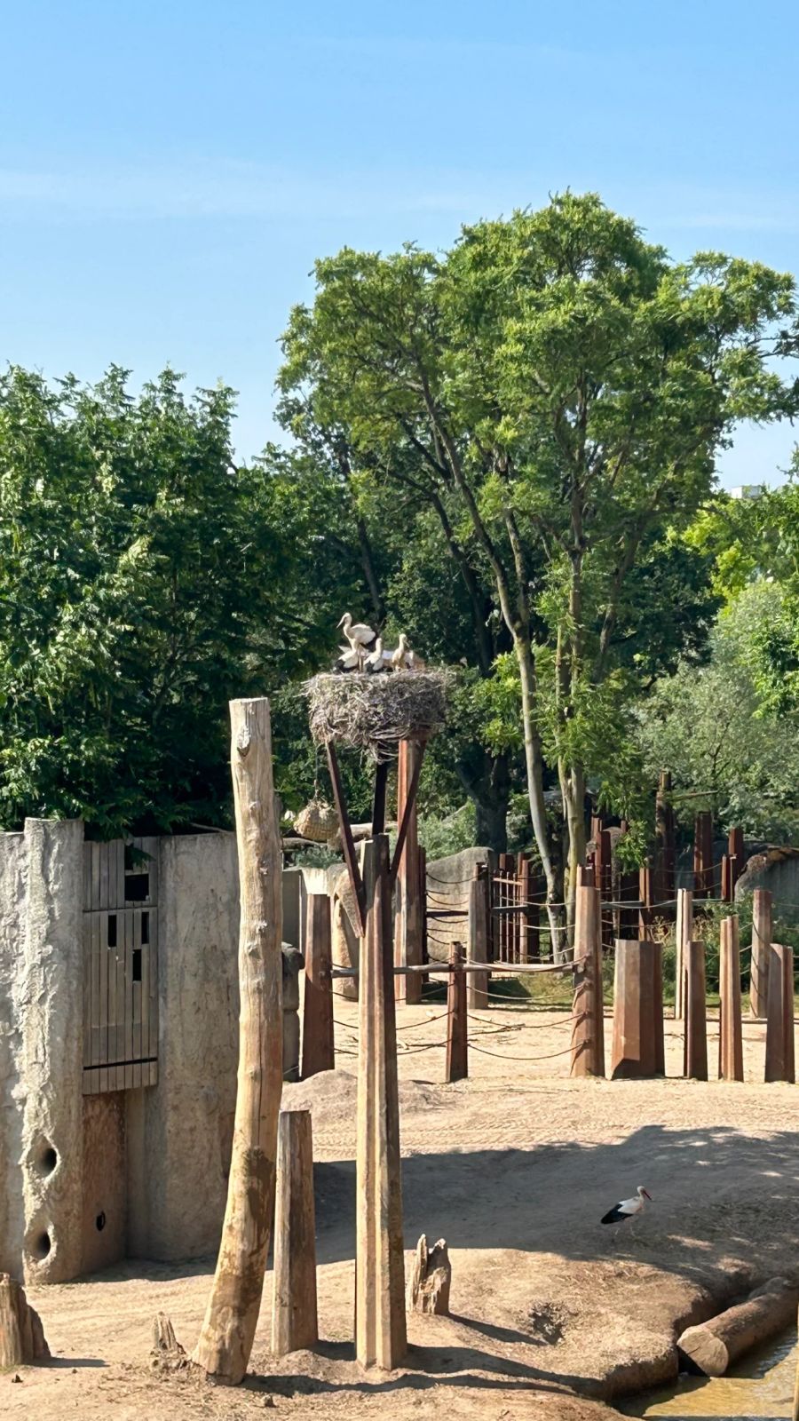 Ein erwachsener Storch ist dabei, den Jungen Flugbewegungen vorzuführen, um es ihnen beizubringen.