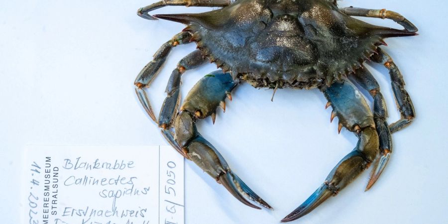 Blick auf eine Blaukrabbe in der Sammlung des Deutschen Meeresmuseums, die im April 2023 am Strand des Ostseebades Ahlbeck gefunden wurde.