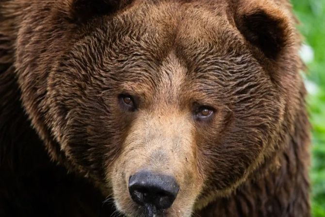 Braunbär