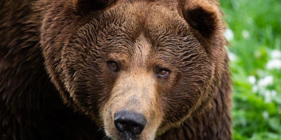 Braunbären können eine halbe Tonne wiegen und schneller laufen als Menschen. (Archivbild)