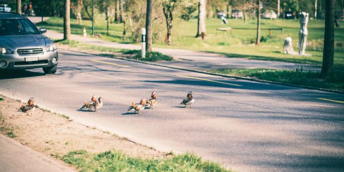 Nördlich von Dresden kam es aufgrund einer Gruppe Enten auf der Strasse zu einem Auffahrunfall mit drei Verletzten. (Symbolbild) enten