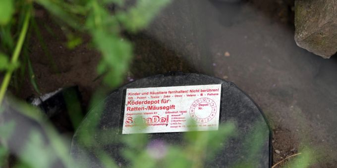 Solche Köder-Fallen helfen bei der Rattenbekämpfung. Solche Köder-Fallen helfen bei der Rattenbekämpfung.