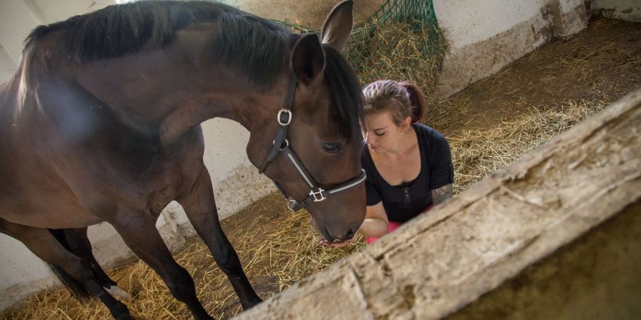Wer Schuld an der Verletzung eines Pferdes ist, muss auch für die Tierarztkosten geradestehen.