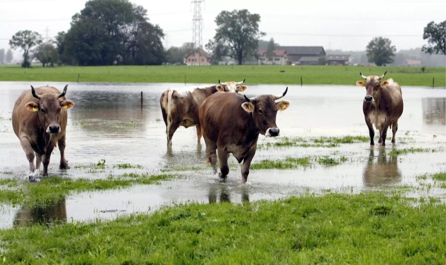 Kühe Unwetter