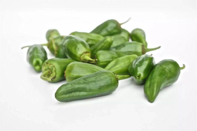 Die grünen Schoten sind die Grundlage für Pimientos de Padron. Pimientos