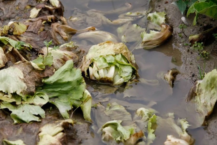 Und wegen des vielen Wassers verfault das Gemüse.