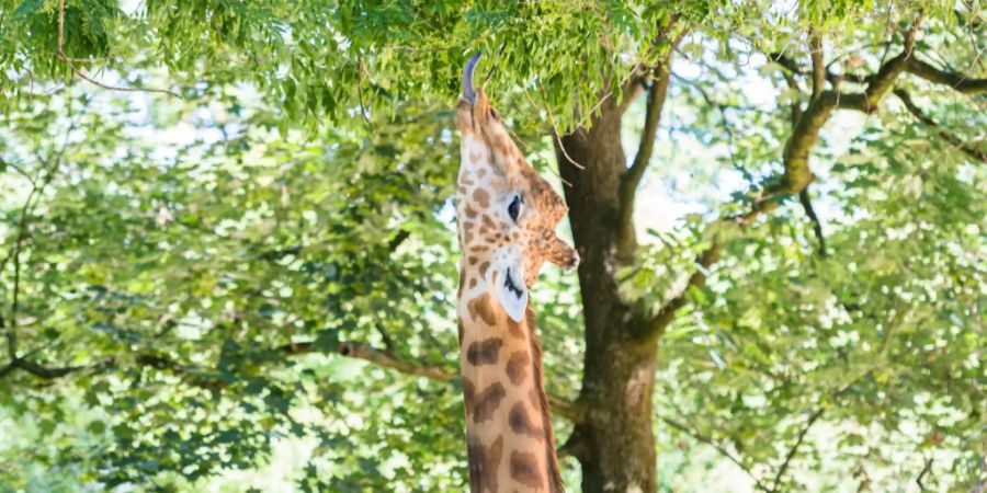 Der Zoo in Basel zählt Anfang Oktober zehn Prozent mehr Gäste als 2022 im selben Zeitraum.