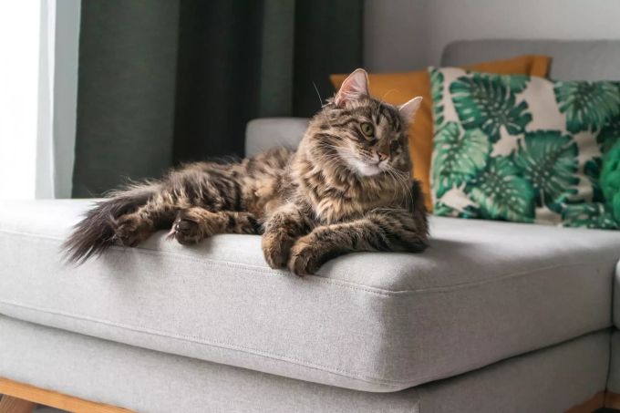 Ältere Katzen nehmen es gerne gemütlich. Katze auf Sofa