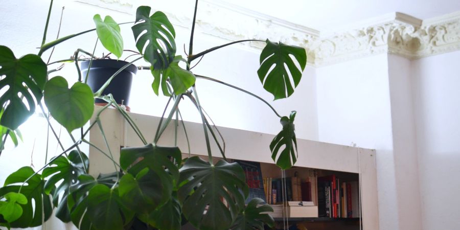 Monstera Zimmerpflanze