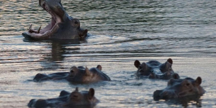 Nachfahren von Escobars Flusspferden in Kolumbien