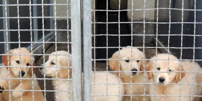 According To The German Animal Welfare Association, The Number Of Illegally Traded Dogs In The Coronavirus Year 2020 Is Almost Three Times That Of 2019.  Photo: Marion Wunn/Tierschutzverein Stuttgart/Dpa