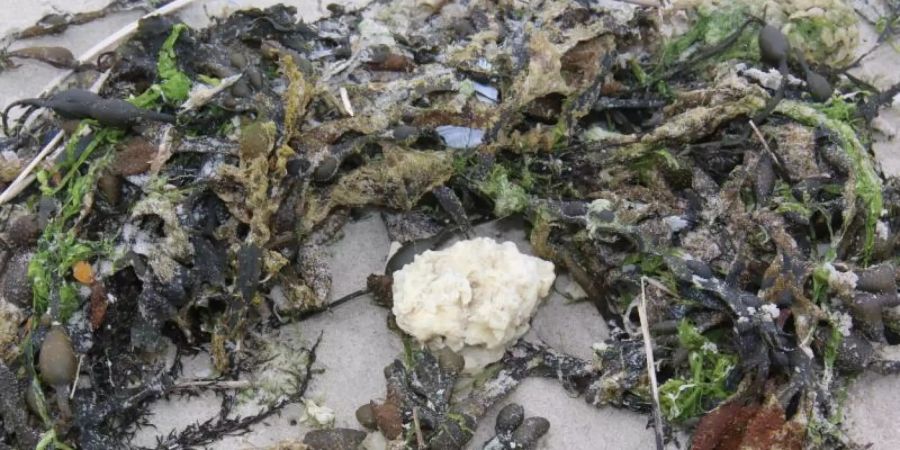 Ein weisser Klumpen am Badestrand von Wangerooge. Foto: Peter Kuchenbuch-Hanken/dpa
