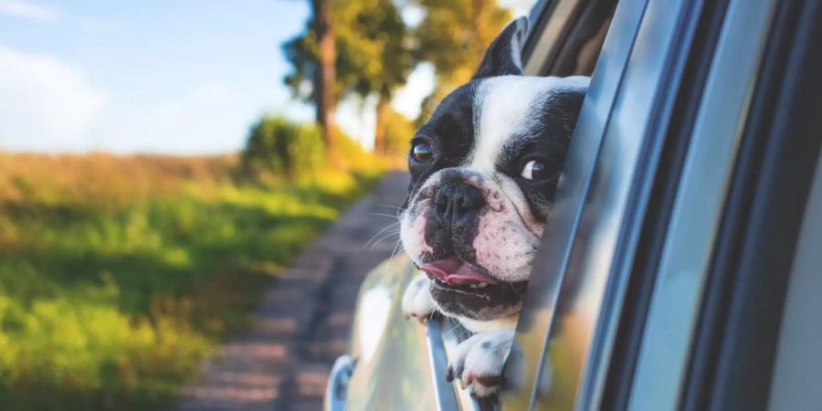 Hund im Auto