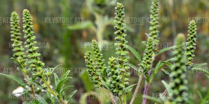 Beifuß-Ambrosiapflanzen (Ambrosia artemisifolia). Beifußblättriges traubenkraut