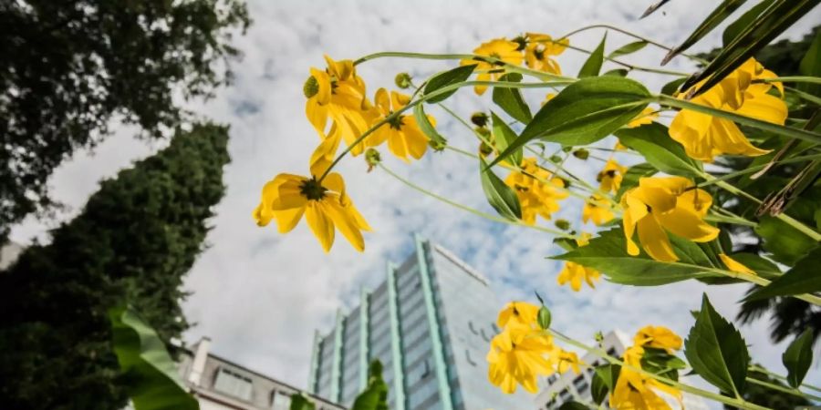 Blick auf Bürofassaden in Frankfurt am Main