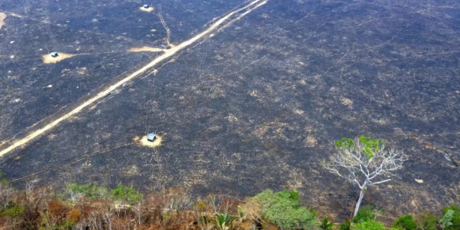 Amazonas-Regenwald im brasilianischen Bundesstaat Rondonia