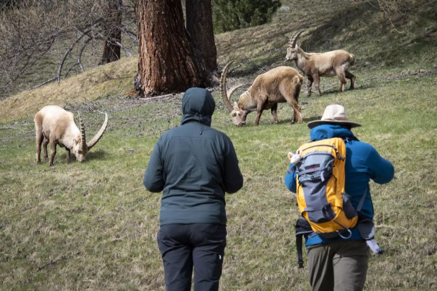 Die Steinböcke locken jedes Jahr zahlreiche Besucher nach Pontresina.