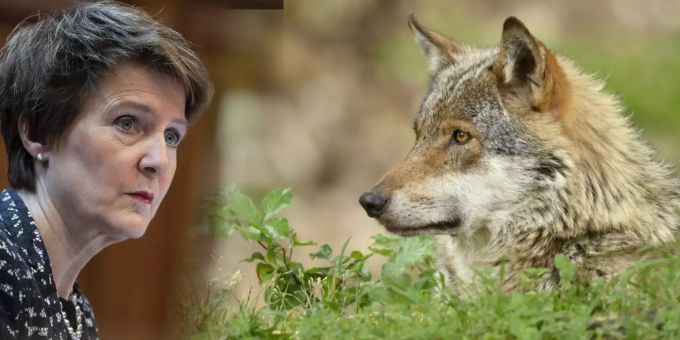 Debakel für Sommaruga - Ständerat beharrt auf Wolf-Abschüssen