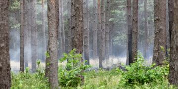 Waldbrand
