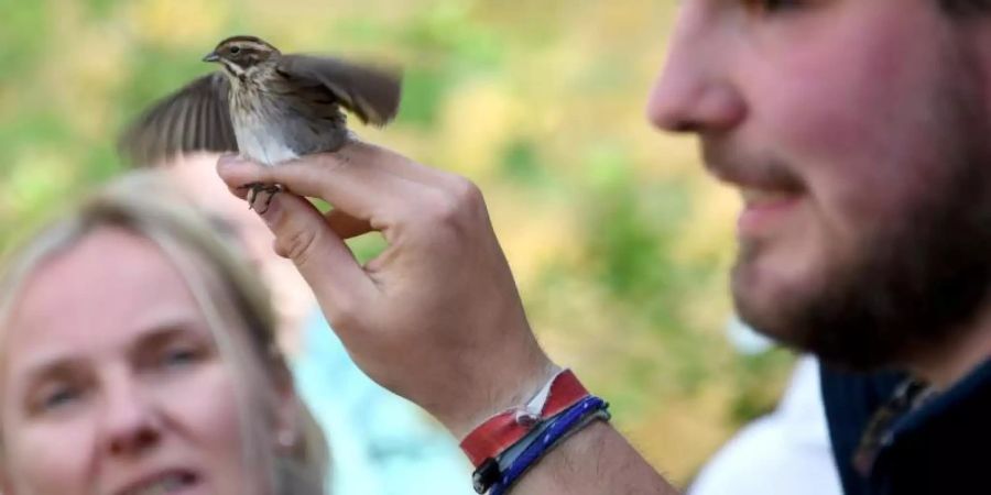 Phil Keuschen, Stationshelfer am Institut für Vogelforschung auf der Nordseeinsel Helgoland, zeigt bei einer Führung einen gefangenen Vogel. Foto: Carsten Rehder