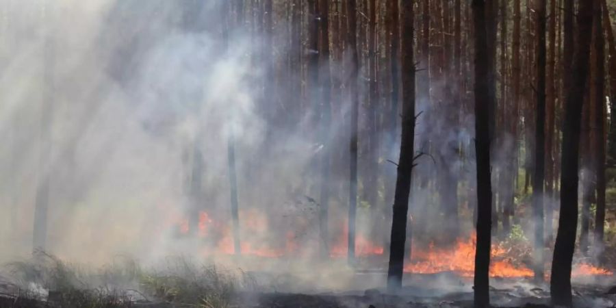 Blick auf einen Waldbodenbrand an der A10 in der Nähe der Anschlussstelle Wolfslake. Foto: Christian Pörschmann