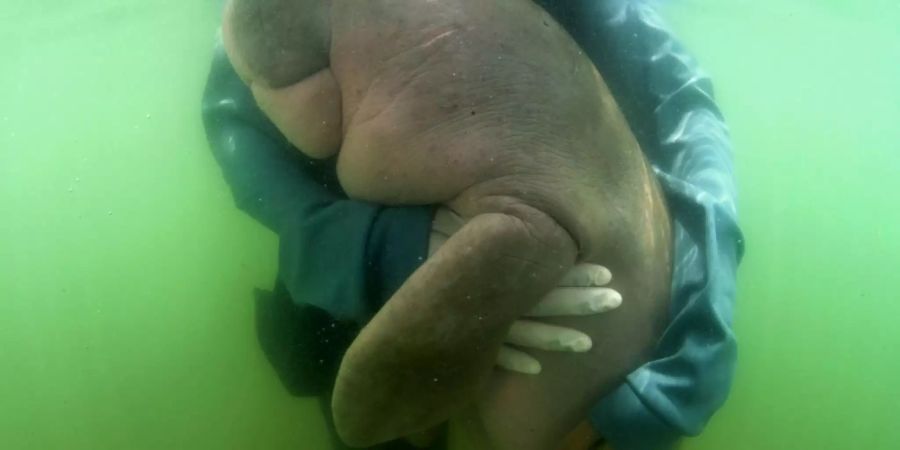 In Thailand gestrandeter Dugong wird Star im Internet