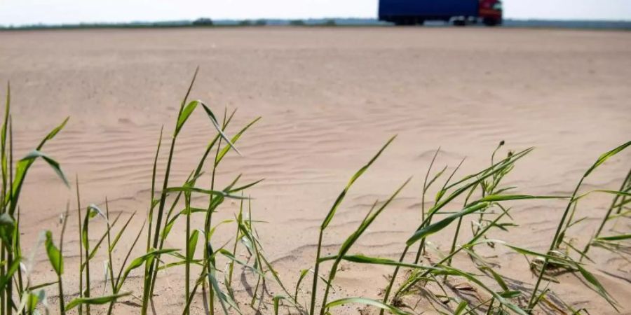 Pflanzen wachsen aus der trockenen, sandigen Erde auf einem Feld in Brandenburg. Foto: Monika Skolimowska