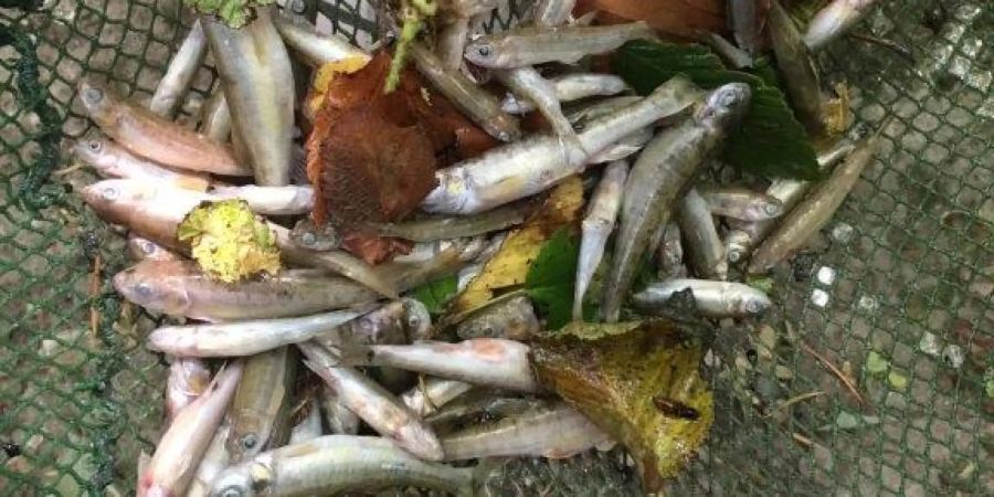 Wegen Bachverschmutzung sind 250 Elritzen verendet