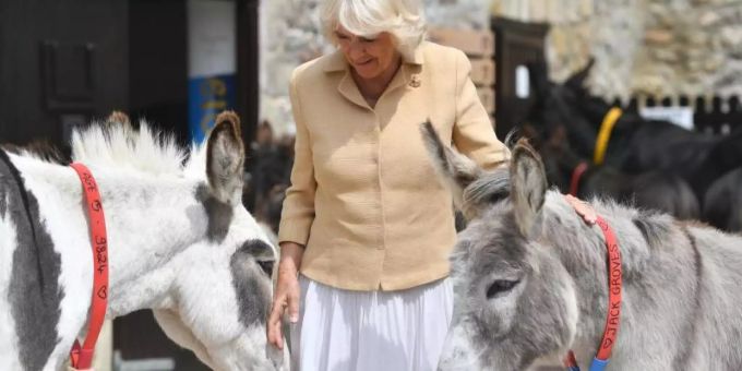 Die Herzogin von Cornwall streichelt zwei Esel. Herzogin Camilla